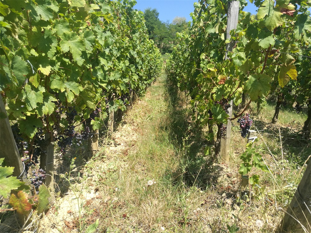 做進(jìn)口紅酒利潤(rùn)如何